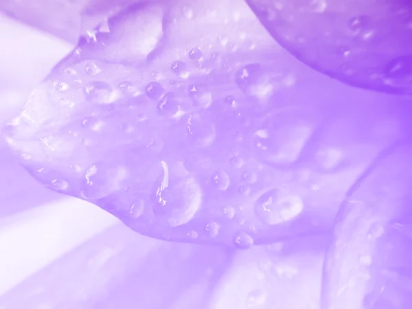 Płatki kwiatów Dalii z wody upuść piękne streszczenie backgrou — Zdjęcie stockowe
