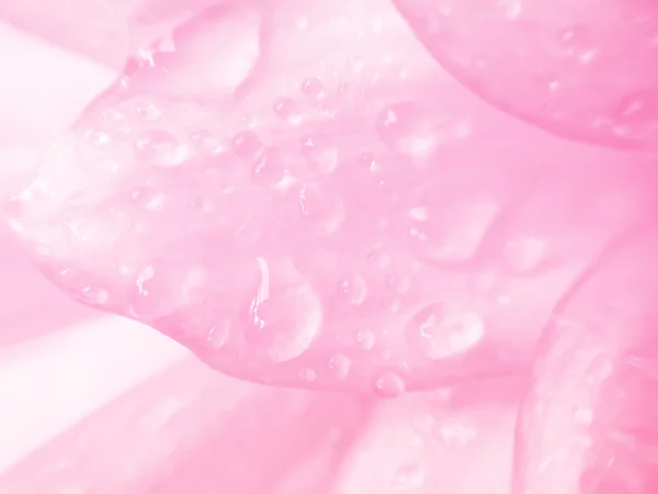 Różowe płatki kwiatów Dalii z wody upuść piękne streszczenie bac — Zdjęcie stockowe