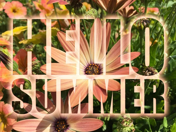 Olá palavra de verão sobre flores fundo — Fotografia de Stock