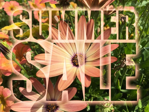 Літо Слово продажу на фоні квітів — стокове фото