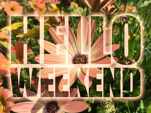 Hello Weekend word on flowers background — Stock Photo, Image