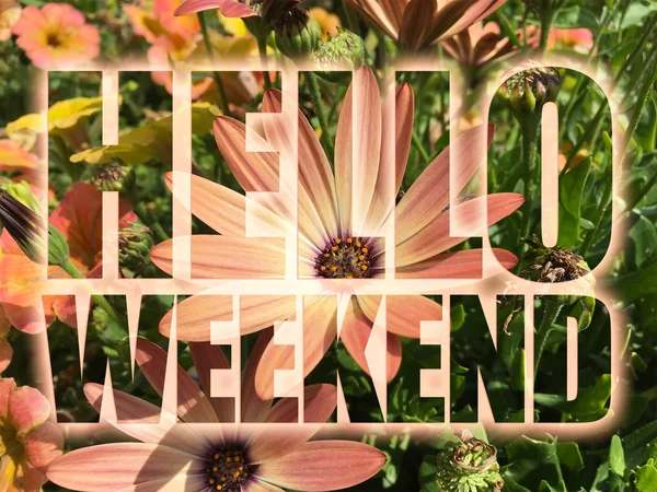 Hello Weekend word on flowers background