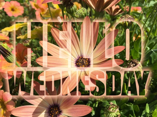 Ciao mercoledì parola su sfondo fiori — Foto Stock