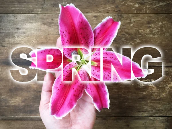 Woman hand holding pink lily with word SPRING — Stock Photo, Image