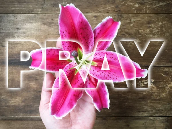 Жінка рука тримає рожеву лілію зі словом PRAY — стокове фото