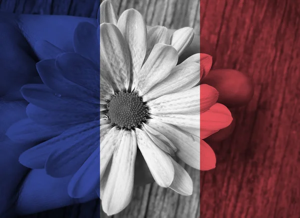 Bandera nacional de Francia con la mano sosteniendo flor por la paz —  Fotos de Stock