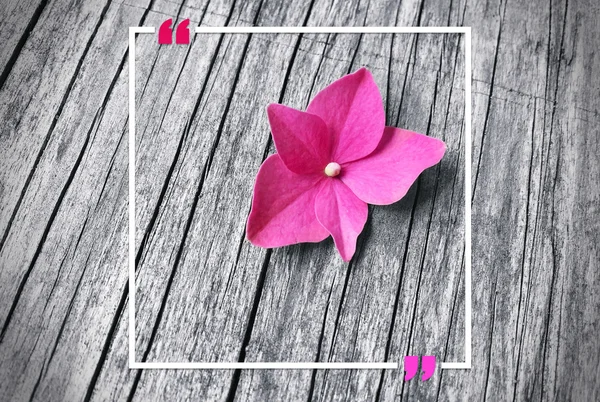Порожня рамка цитати на рожевому квітковому фоні з пробілом для копіювання — стокове фото