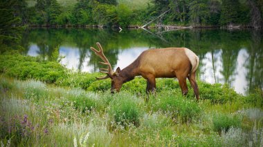 Milli Park içinde erkek geyik