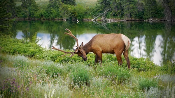 Mannelijke elanden in Nationaal Park — Stockfoto