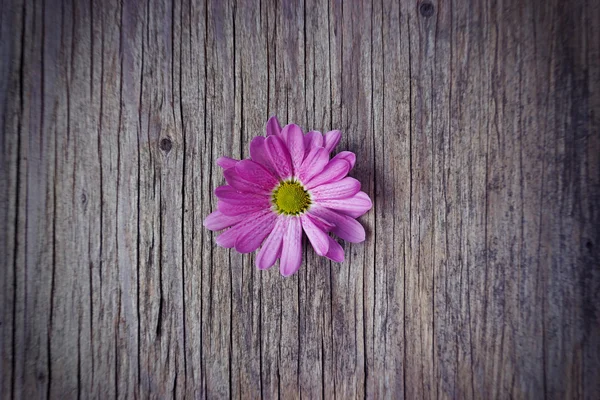 Ροζ λουλούδι στο παλιό ξύλινο υπόβαθρο με αντίγραφο χώρου — Φωτογραφία Αρχείου