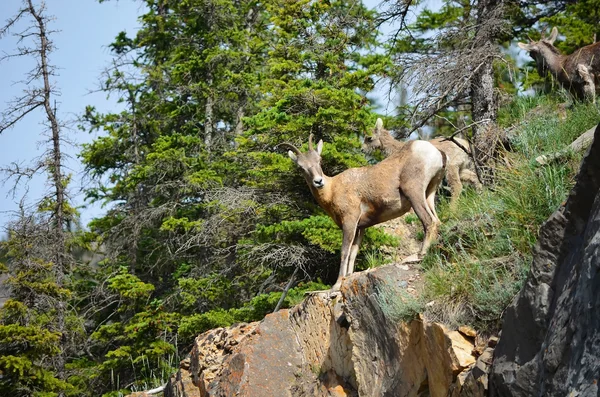 Cabra montesa subindo no penhasco da montanha olhando para a pérola — Fotografia de Stock
