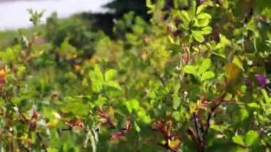 Rüzgarlı bir günde parkta güzel yabani bitkiler 