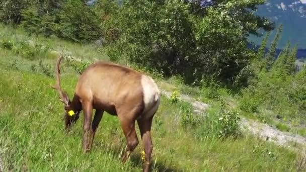 Elchmännchen im Nationalpark essen gerne — Stockvideo