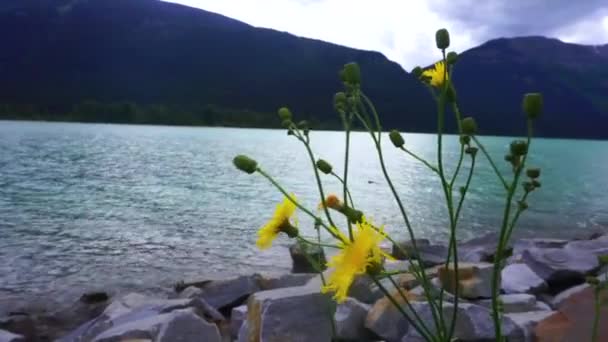 Flores silvestres, lago verde, montanha e céu, Parque Nacional — Vídeo de Stock