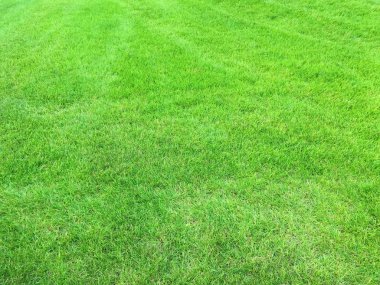 Çok yeşil çim doku arka plan