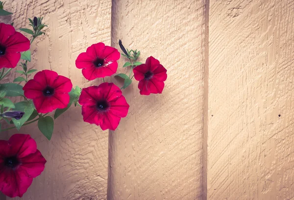 Flor no fundo de madeira pintado estilo vintage — Fotografia de Stock