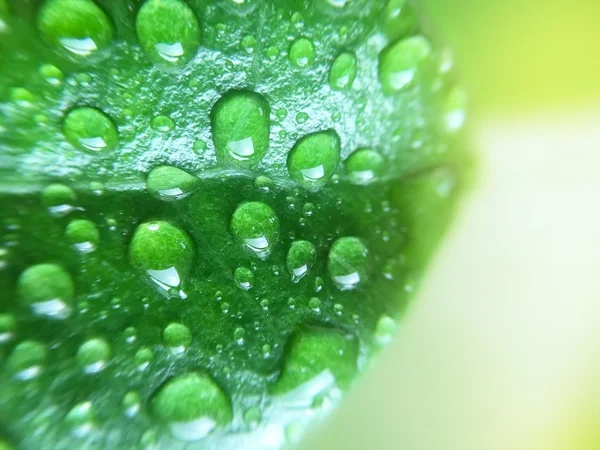 Close-up de gotas de chuva na folha — Fotografia de Stock