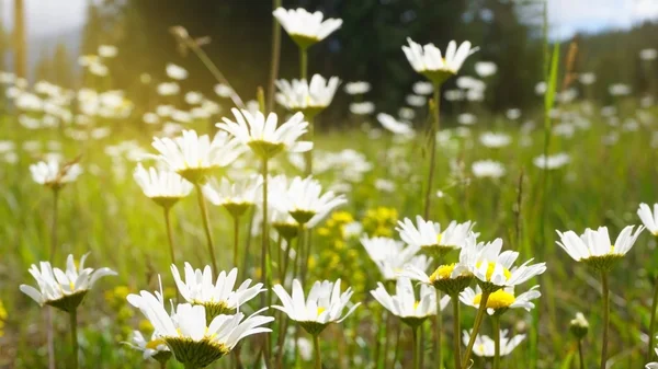 Summer landscape with wildflowers at sunset in the park