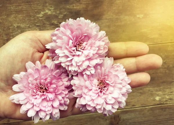 Жінка рука тримає рожеві квіти на розмитому дерев'яному фоні — стокове фото