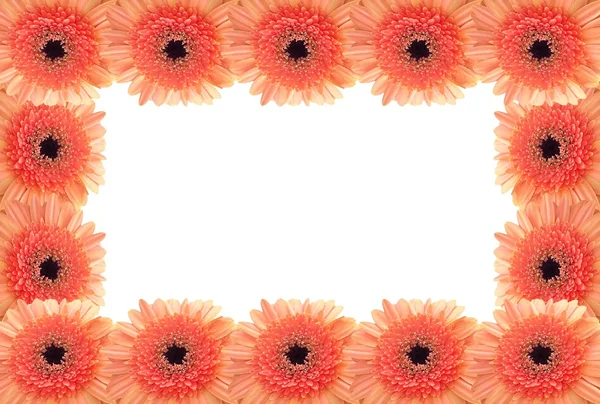 白色背景上的橙色非洲菊框架 — 图库照片