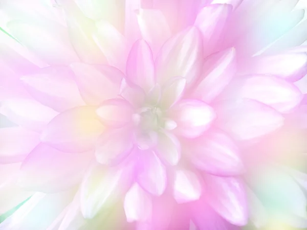 Pink flower flower in blur style for background — Stock Photo, Image