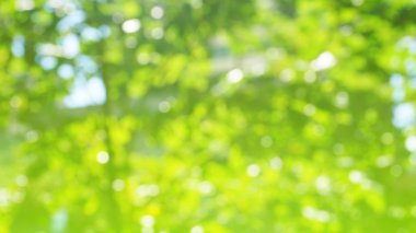 Doğal yeşil bokeh arka plan ağaç sabah bulanık.