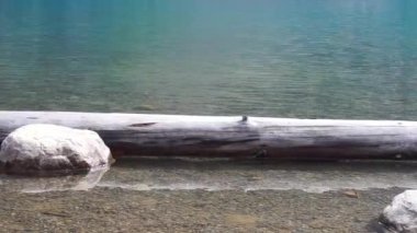 Güzel göl, temiz su, kayalar ve kütükler.