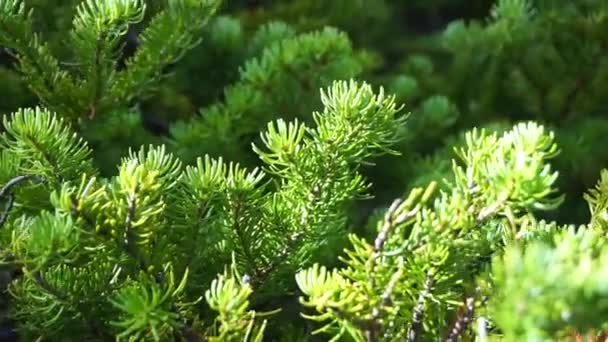Zweige einer jungen grünen Tanne bei leichtem Wind — Stockvideo