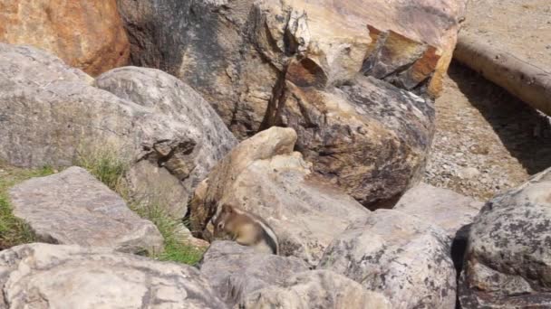 Scoiattolo stava mangiando a terra accanto alle rocce vicino al lago — Video Stock