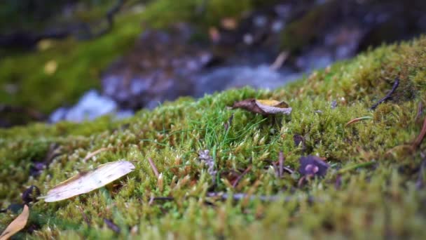 Маленький струмок і камені з зеленим мохом і звуком природи — стокове відео