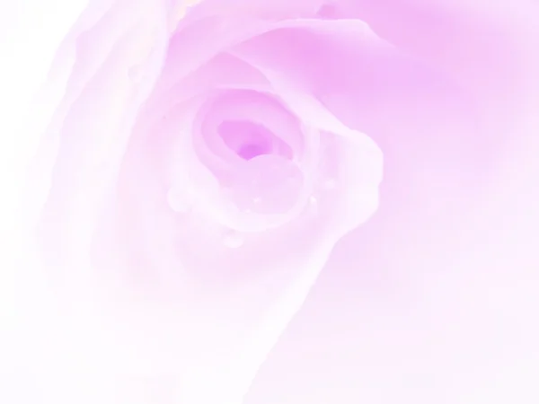 Білі троянди в стилі розмивання для фону — стокове фото