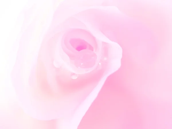 Білі троянди в стилі розмивання для фону — стокове фото