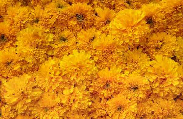 Фон з текстури квітів чорнобривців — стокове фото