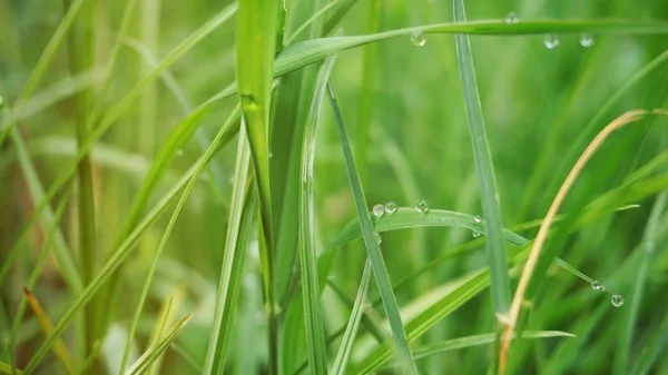 Tautropfen auf grünem Gras am Morgen, verschwommener Bokeh-Hintergrund — Stockfoto