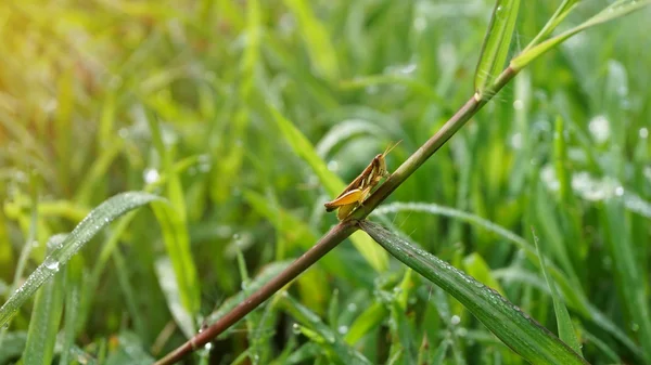 Small grasshopper on grass leaf in the morning with sun ray effe — Stock Photo, Image