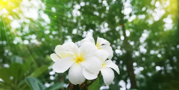 Plumeria blanche, fleurs tropicales Frangipani avec effet soleil — Photo