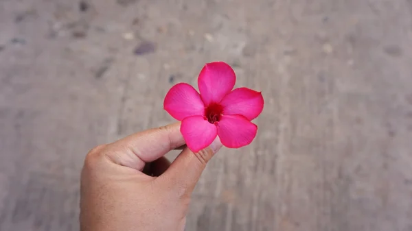 Hand bedrijf roze bloem — Stockfoto