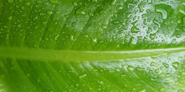 Close-up de gotas de chuva na folha — Fotografia de Stock