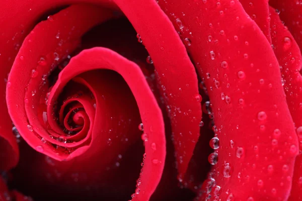 Macro disparo de una rosa roja —  Fotos de Stock