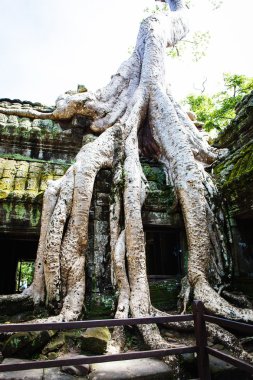 Ağaç kök Angkor, Kamboçya'da