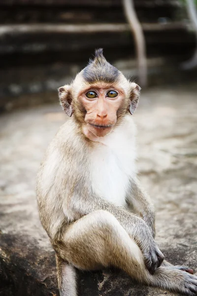 Дикая обезьяна в Камбодже — стоковое фото