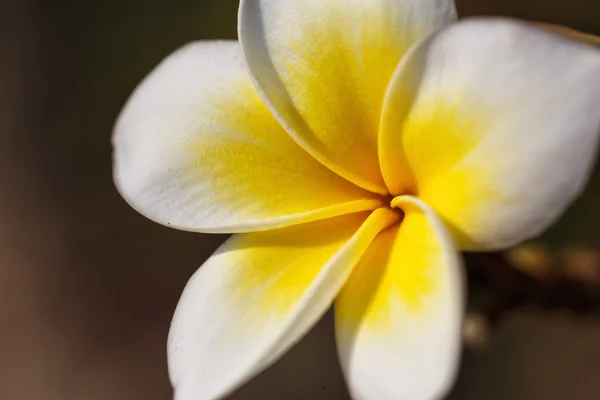 Frangipani - flor de plumeria — Fotografia de Stock