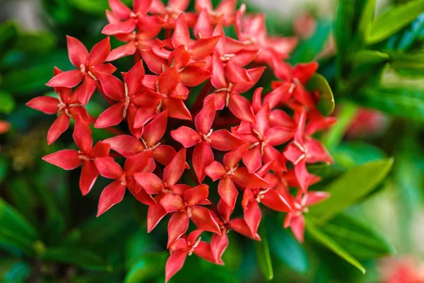 Flor roja de Ixora — Foto de Stock