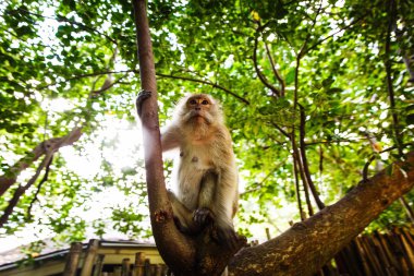 Tayland vahşi maymun
