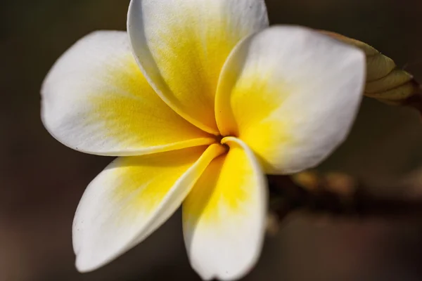 Frangipani - flor de plumería — Foto de Stock