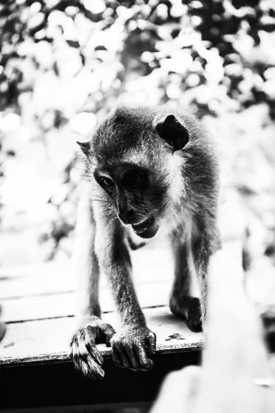 Дикая обезьяна в Таиланде — стоковое фото