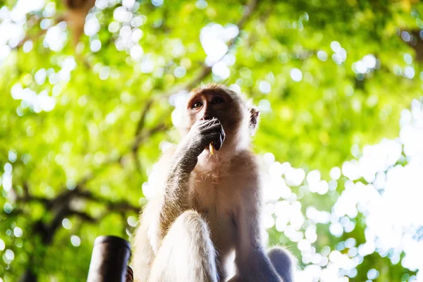 Дикая обезьяна в Таиланде — стоковое фото
