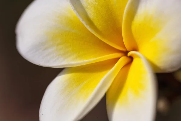 Frangipani - flor de plumería — Foto de Stock