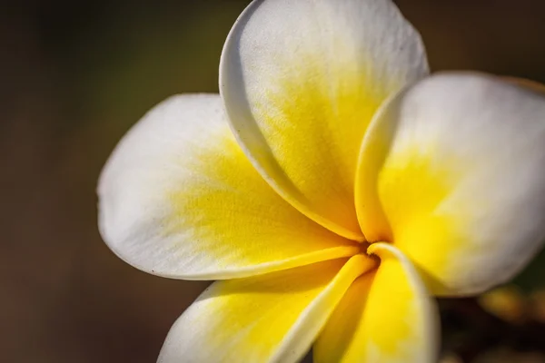 Frangipani - flor de plumería — Foto de Stock