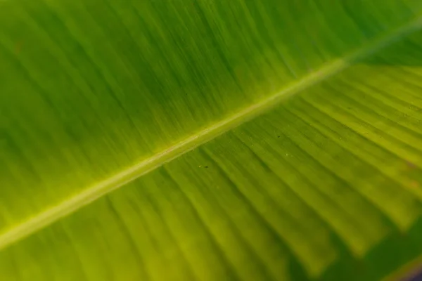 Macro green leaf — Stock Photo, Image
